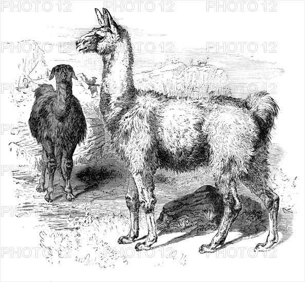 Llamas, c1880. Artist: Unknown