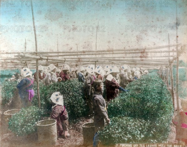 Tea picking, Japan. Artist: Unknown