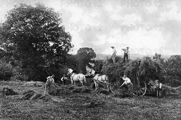 Haymaking, 1911-1912.Artist: Sprague & Co