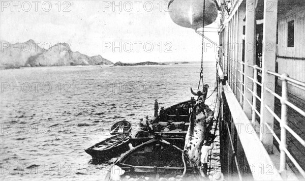 Winching a cow onto a boat off the coast of Chile, c1900s. Artist: Unknown