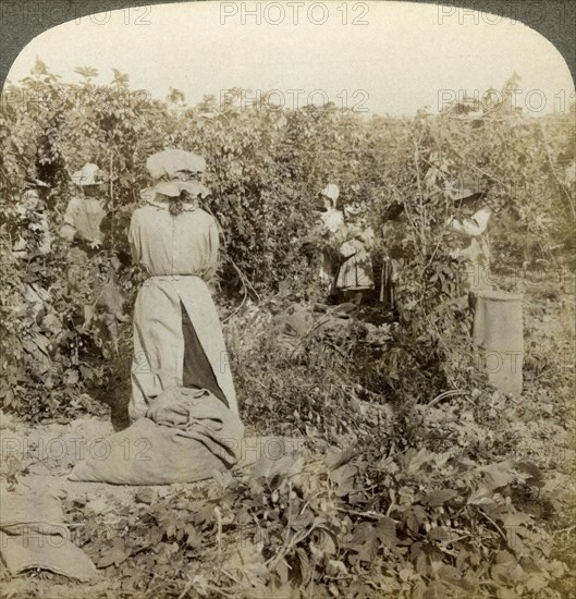 Hop picking, Eugene, Oregon, USA.Artist: Underwood & Underwood