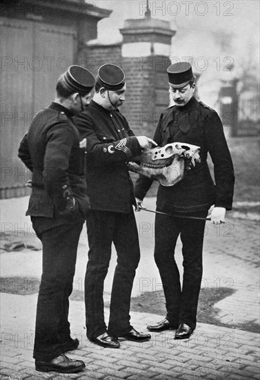 A veterinary demonstration, 1st Life Guards, 1896. Artist: Gregory & Co