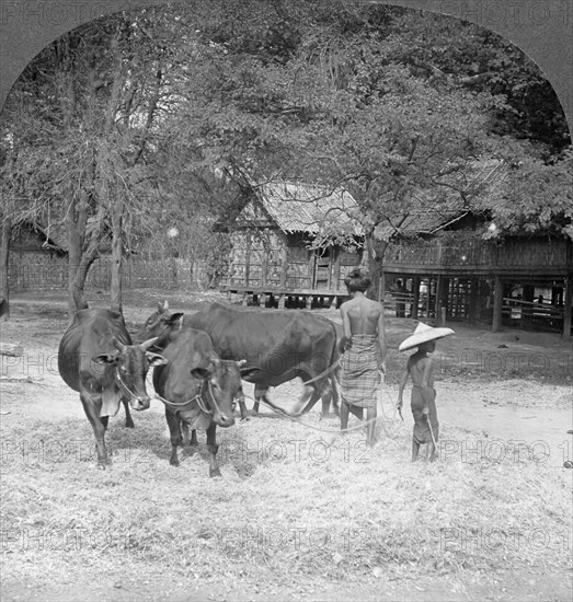 Threshing rice, Amarapura, Burma, 1908. Artist: Stereo Travel Co