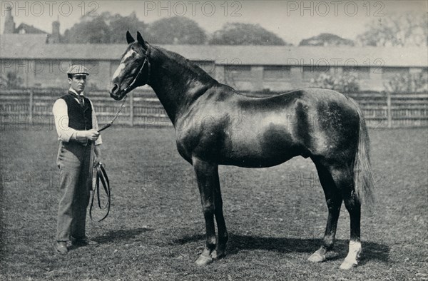 Thoroughbred racehorse, Bend Or, c1880. Artist: Unknown