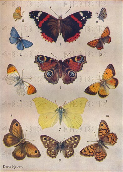 'Beautiful Butterflies of the British Isles', c1934. Artist: Unknown.
