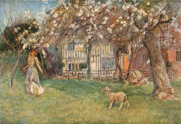 'Lambs', c1904. Artist: Herbert Alexander Collins.