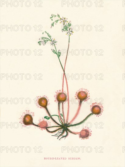 'Round-Leaved Sundew', c1891, (1891). Artist: Anne Pratt.