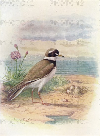 'Ringed Plover - Aegiali'tis hiatic'ola', c1910, (1910). Artist: George James Rankin.