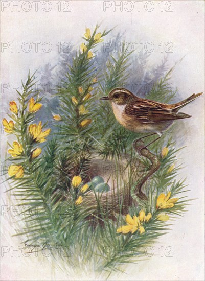 'Whinchat - Pratin'cola rubet'ra', c1910, (1910). Artist: George James Rankin.