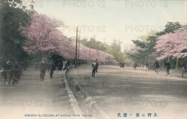 'Cherry Blossoms At Uyeno Park Tokyo', c1910. Artist: Unknown.