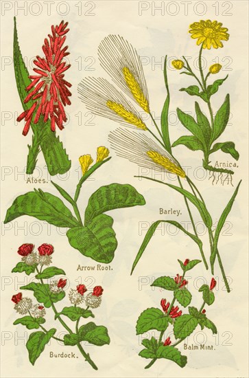 Flowers: Aloes, Arnica, Arrow Root, Barley, Balm Mint, Burdock, c1940.  Artist: Unknown.