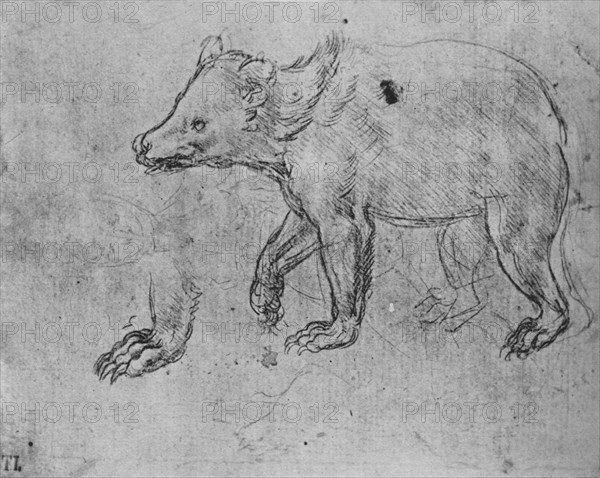 'Study of a Bear', c1480 (1945). Artist: Leonardo da Vinci.