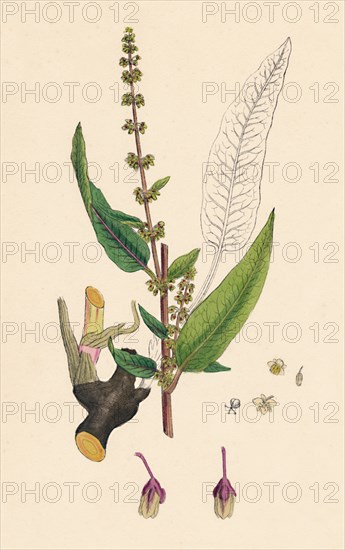 'Rumex sanguinens. Bloody-veined Dock', 19th Century. Artist: Unknown.