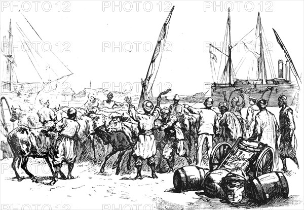 'Food for the Troops: Landing Cattle at Port Said', c1882. Artist: Unknown.