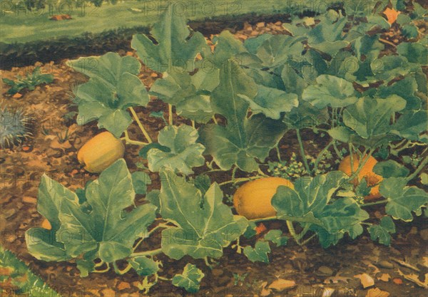 'Vegetable Marrows', 1947. Artist: JE Sowerby.