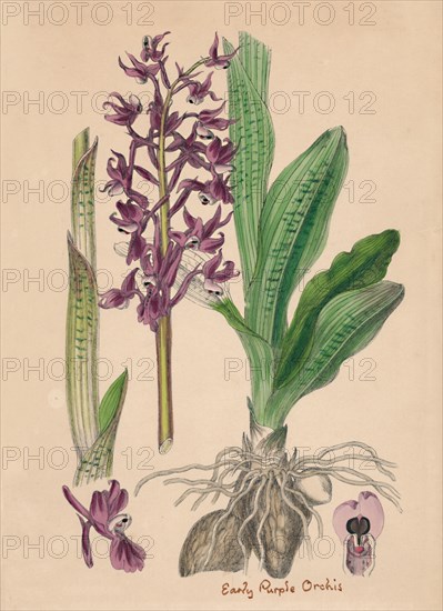 'Orchis mascula. Early purple Orchis', 19th Century. Artist: Unknown.