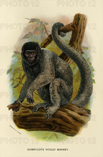 'Humboldt's Woolly Monkey', 1896. Artist: Henry Ogg Forbes.