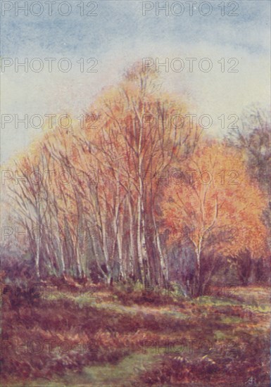 'The New Forest', 1910.