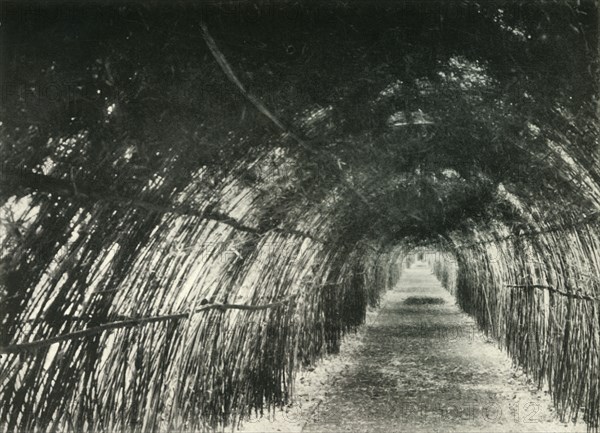 'Bamboo Avenue at Barrackpore, 1904', (1925). Creator: Unknown.