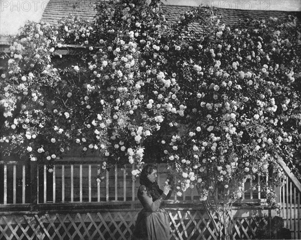 A Rose-Decked Home, Southern California, USA, c1900. Creator: Unknown.