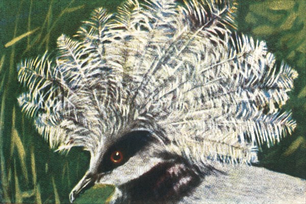 Western crowned pigeon, c1928. Creator: Unknown.