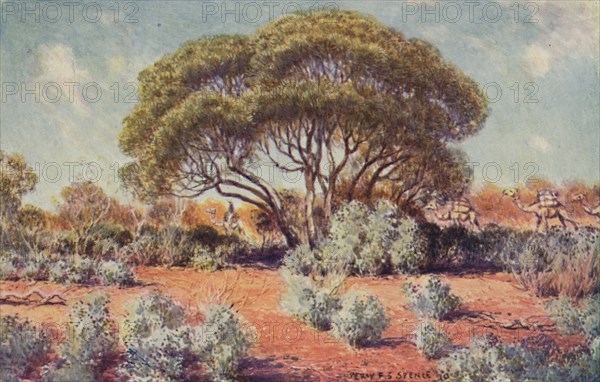 'A Fertile Spot in Central Australia', 1923. Creator: Unknown.