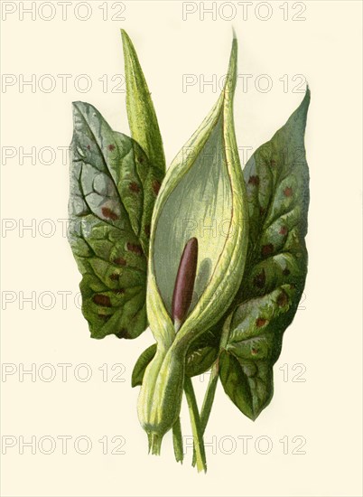 'Arum or Cuckoo Pint', 1877. Creator: Frederick Edward Hulme.