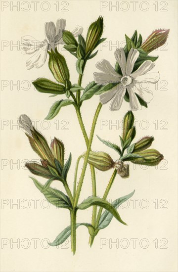 'White Campion', 1877. Creator: Frederick Edward Hulme.