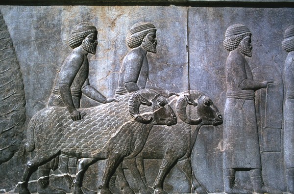 Relief of Sogdians, the Apadana, Persepolis, Iran