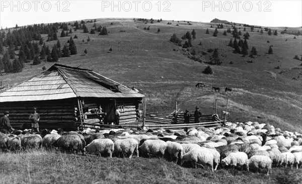 Sheep farming, Bistrita Valley, Moldavia, north-east Romania, c1920-c1945. Artist: Adolph Chevalier