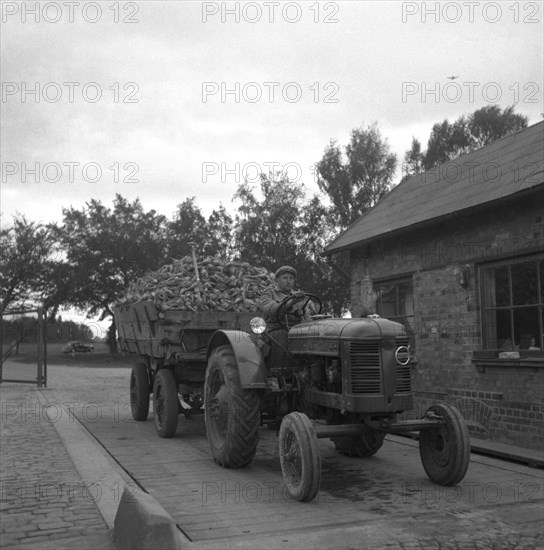 Bringing a load of sugar beet to the sugar mill in Arlöv, Scania, Sweden, c1940s(?). Artist: Otto Ohm