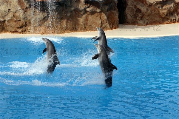 Dolphin show, Loro Parque, Tenerife, Canary Islands, 2007.