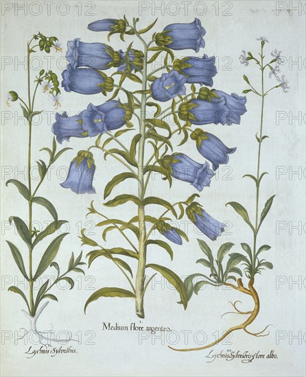 Canterbury Bells, White Bladder Campion, Nottingham Catchfly, from 'Hortus Eystettensis', by Basil B