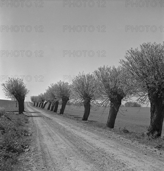 Willows, Scania, Sweden, 1950.  Artist: Torkel Lindeberg