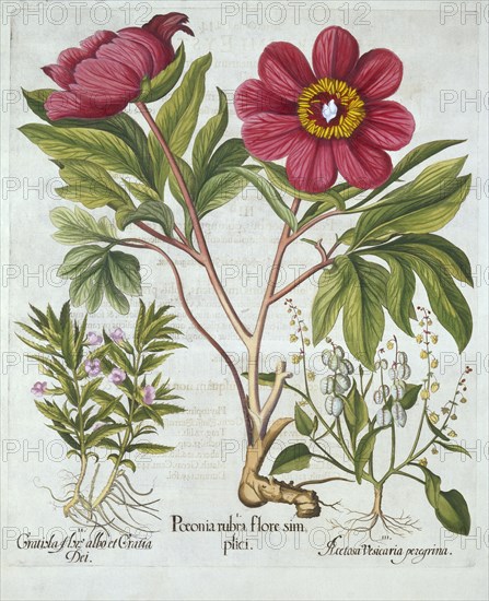 Paeony, Hedge Hyssop and Sheep's Sorrel, from 'Hortus Eystettensis', by Basil Besler (1561-1629), pu