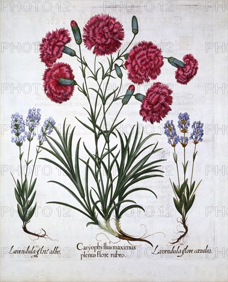 Red Carnation and Lavender, from 'Hortus Eystettensis', by Basil Besler (1561-1629), pub. 1613 (hand