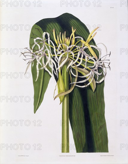 Crinum Declinatum, 1831-1834.