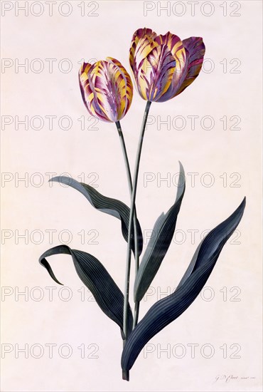 Tulip, c. 1744 (hand coloured engraving). Creator: "Georg Dionysius Ehret (1710 - 70); Ehret, Georg Dionysius (1710-1770)".