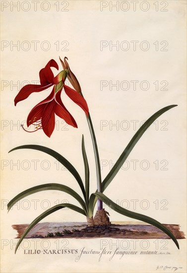 Lilio-Narcissus (Jaobean Lily), c. 1743 (hand coloured engraving). Creator: "Georg Dionysius Ehret (1710 - 70); Ehret, Georg Dionysius (1710-1770)".