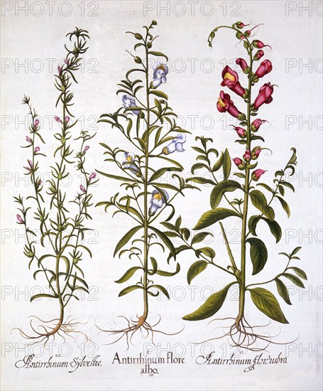 Snapdragons or Antirrhinums, from 'Hortus Eystettensis', by Basil Besler (1561-1629), pub. 1613 (han