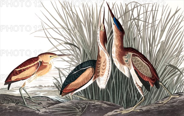 Least Bittern, Ixobrychus Exilis, 1845.