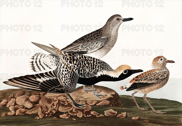 Black Bellied Plover, Charadrius Helveticus, 1845.