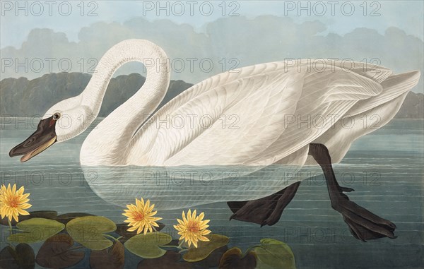 Common American Swan,  Cygnus Americanus, 1845.