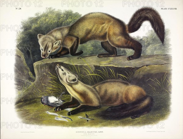 Pine Marten, Mustela Martes, 1845.