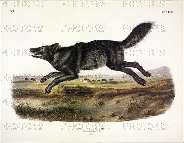 Black American Wolf, Canis Lupus, 1845.