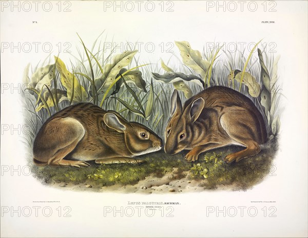 Marsh Hare, Lepus Palustris, 1845.