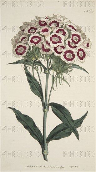 Dianthus Barbatus (Bearded Pink), pub. 1792 (hand coloured engraving). Creator: English School (18th Century).