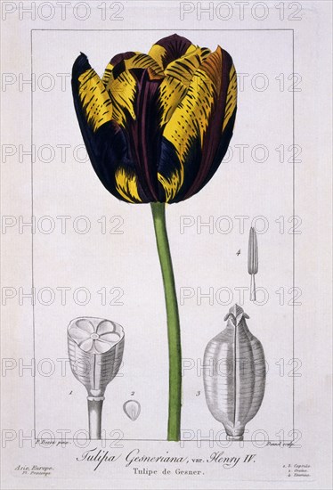 Tulip: King Henry IV.,  pub. 1836. Creator: Panacre Bessa (1772-1846).