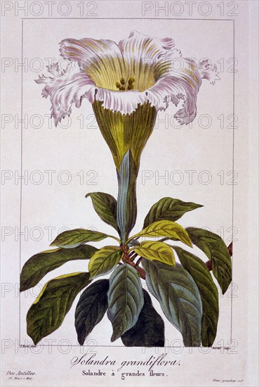 Chalice Vine, pub. 1836. Creator: Panacre Bessa (1772-1846).