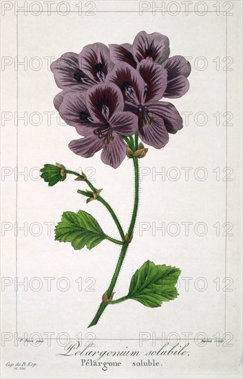 Pelargonium, pub. 1836. Creator: Panacre Bessa (1772-1846).